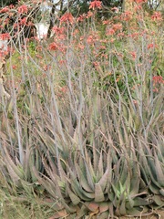 Aloe chabaudii