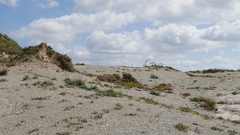 Centaurea collina