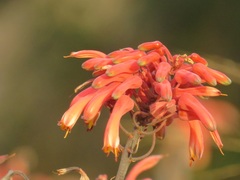 Aloe chabaudii