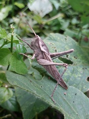 Xyleus discoideus rosulentus