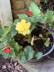 Begonia × hiemalis