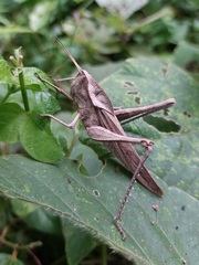 Xyleus discoideus rosulentus