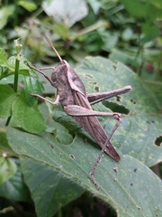 Xyleus discoideus rosulentus