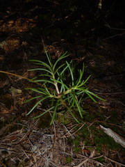 Phemeranthus mengesii