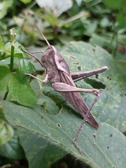 Xyleus discoideus rosulentus