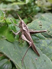 Xyleus discoideus rosulentus