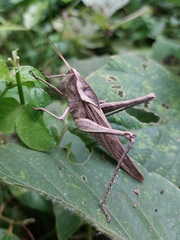 Xyleus discoideus rosulentus