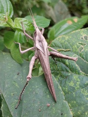 Xyleus discoideus rosulentus