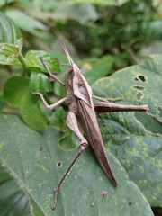 Xyleus discoideus rosulentus