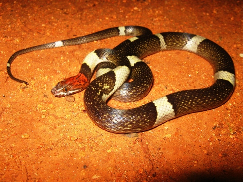 False Cat-eyed Snake