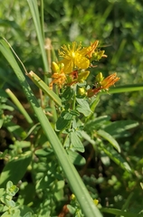 Hypericum perforatum