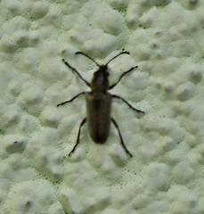 Nemonyx lepturoides