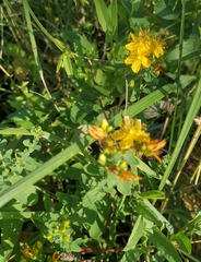 Hypericum perforatum