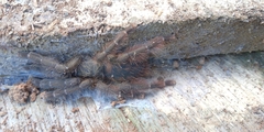 Psalmopoeinae