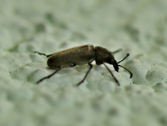 Nemonyx lepturoides