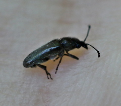 Nemonyx lepturoides