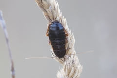 Loboptera canariensis