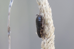 Loboptera canariensis