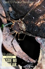 Erginulus subserialis