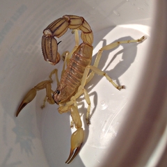 Androctonus amoreuxi