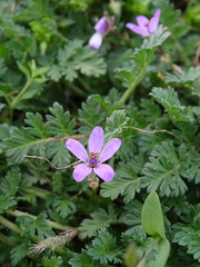 Erodium cicutarium