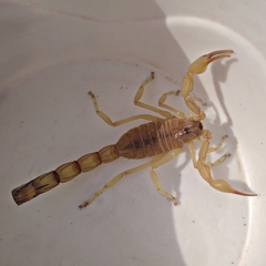 Androctonus amoreuxi