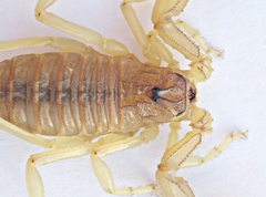 Androctonus amoreuxi