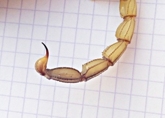 Androctonus amoreuxi