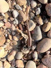 Leucoraja erinaceus
