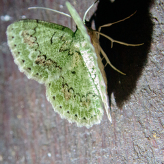 Ophthalmitis
