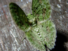 Ophthalmitis