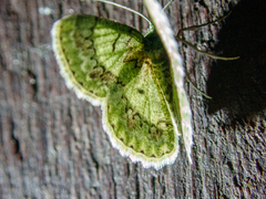 Ophthalmitis