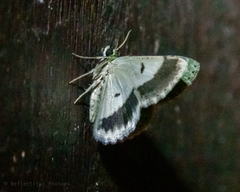 Ophthalmitis