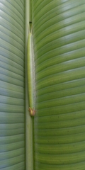 Opsiphanes tamarindi