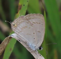 Eicochrysops hippocrates