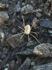 Rilaena triangularis