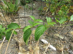 Cornus sanguinea australis