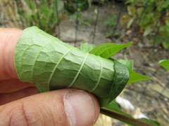 Cornus sanguinea australis