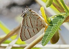Hemiolaus caeculus