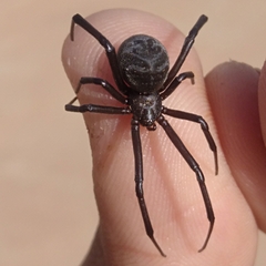 Latrodectus dahli