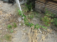 Cornus sanguinea australis