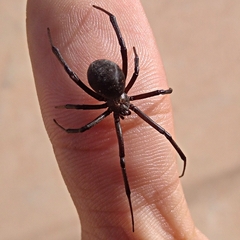 Latrodectus dahli