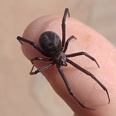 Latrodectus dahli