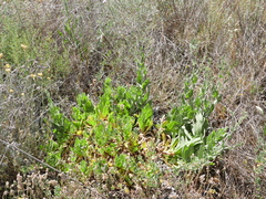 Gypsophila tomentosa