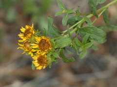 Pentanema spiraeifolium