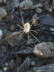 Rilaena triangularis