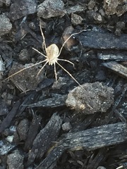 Rilaena triangularis