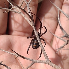 Latrodectus dahli