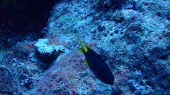 Chromis xanthura