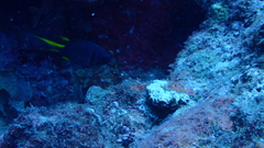 Chromis xanthura